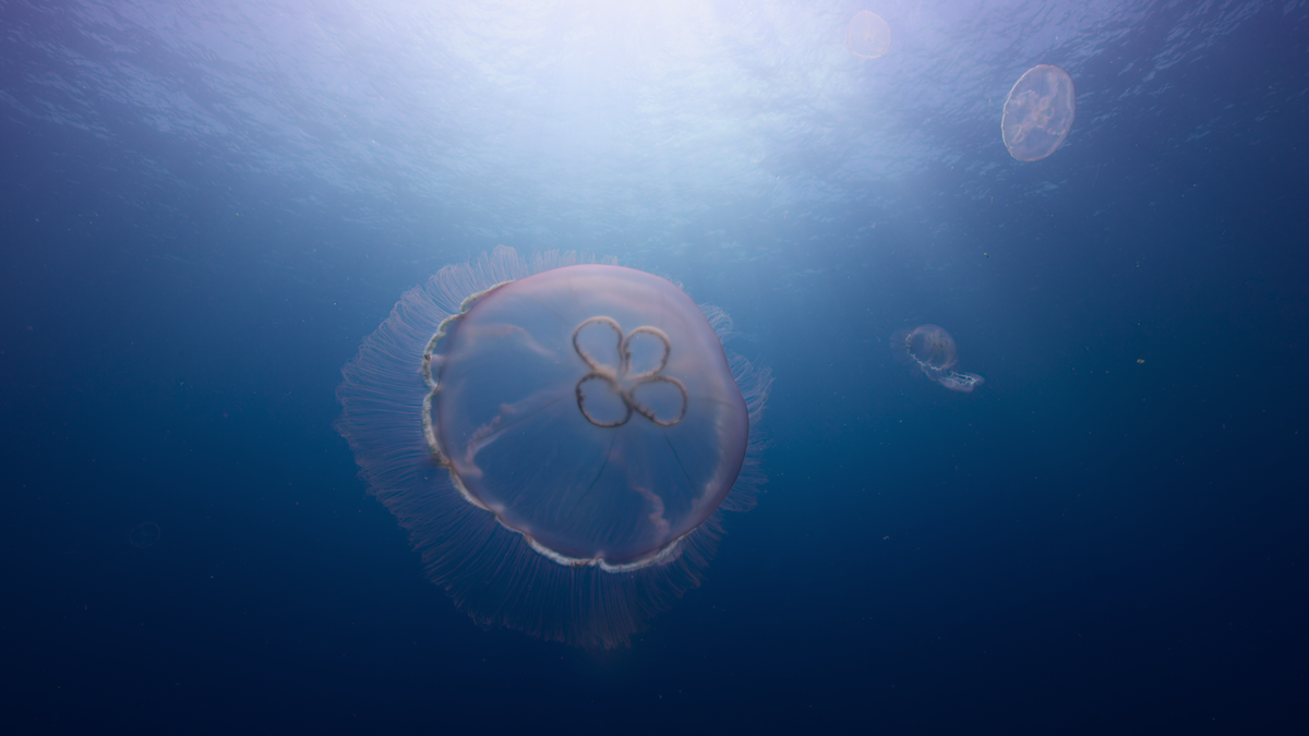 Jellyfish in a scene from ‘Our Living World’