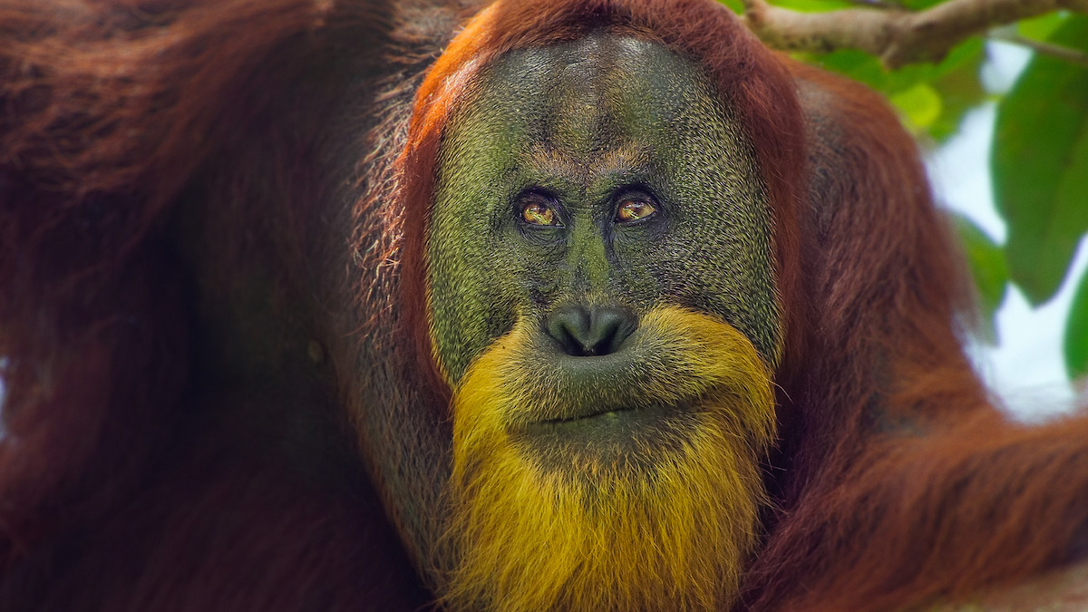 ‘Our Great National Parks’ Has Some Lush and Majestic Locations