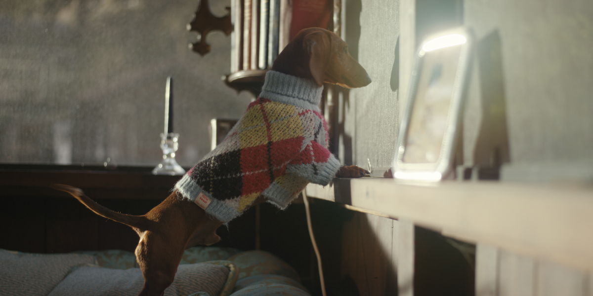 Dachshund in a colorful sweater stands on a couch and looks out a sunlit window in a cozy, vintage-style living room with wooden furniture and framed photos.