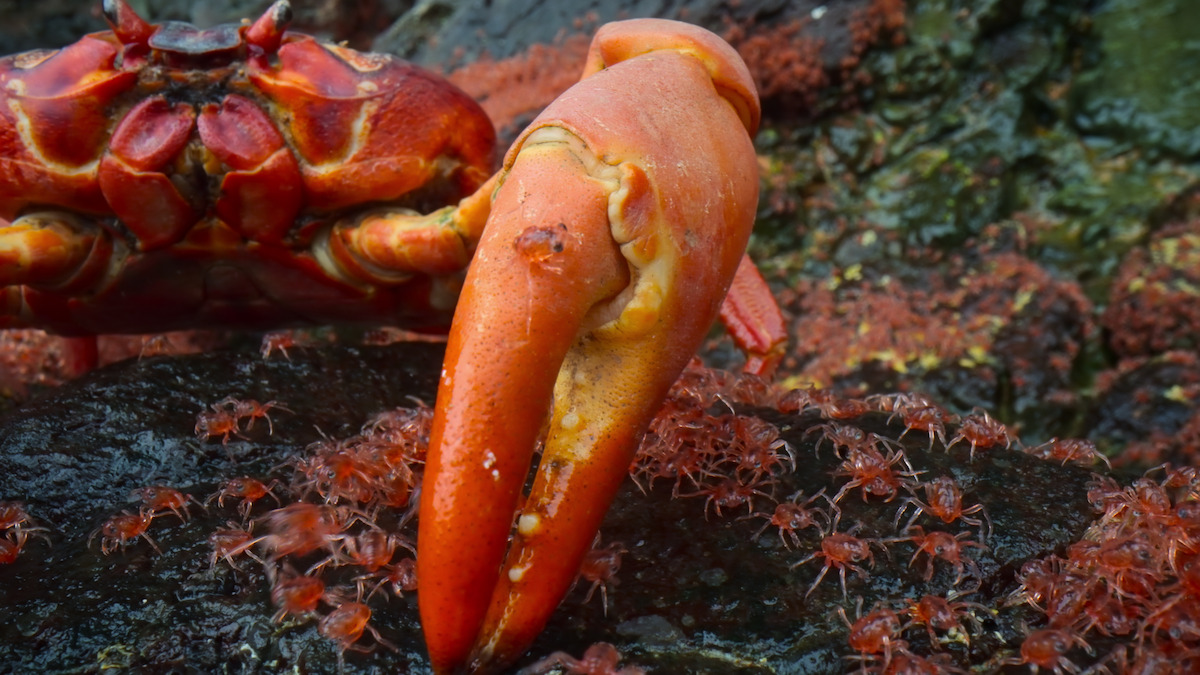 Christmas Island crab eating her offspring in a scene from ‘‘Our Planet II.’’