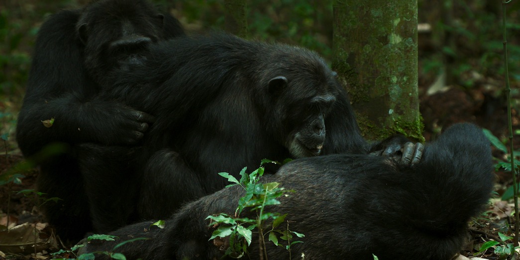 Two chimpanzees look with concern at a third chimpanzee lying on the ground.