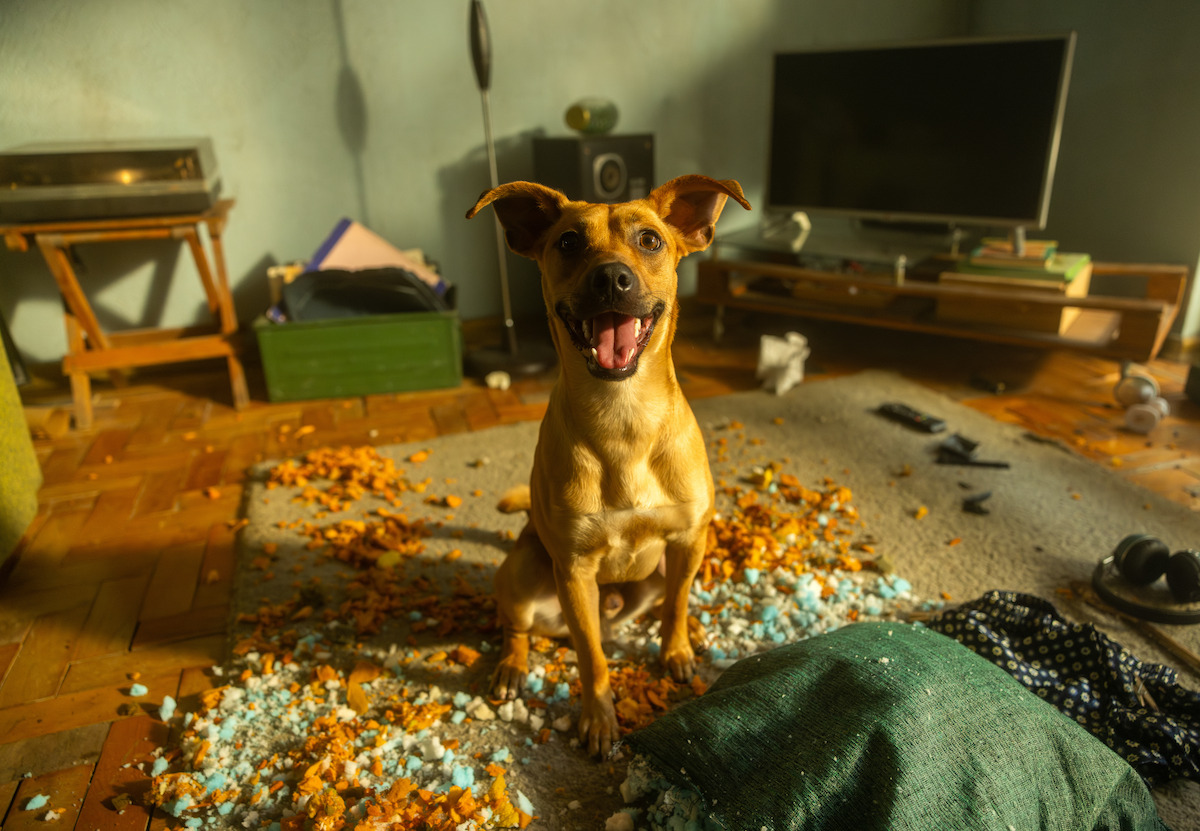 Ator Rafa Vitti e o cachorro Caramelo contracenam no mar para o filme ‘Caramelo’