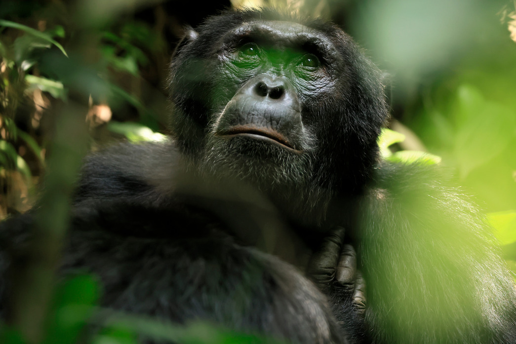 Hutcherson,  Western Ngogo chimpanzee alpha male, with a distinctive pouty face