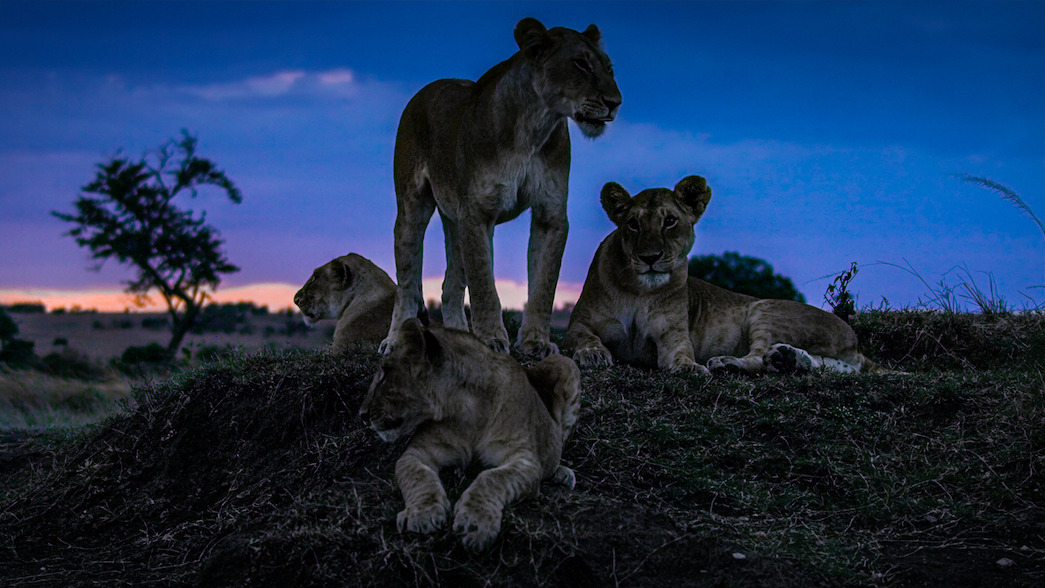 The Best Nature Documentaries to Watch on Netflix 2023 - Netflix Tudum The Best Nature Documentaries to Watch on Netflix 2023 - Netflix Tudum