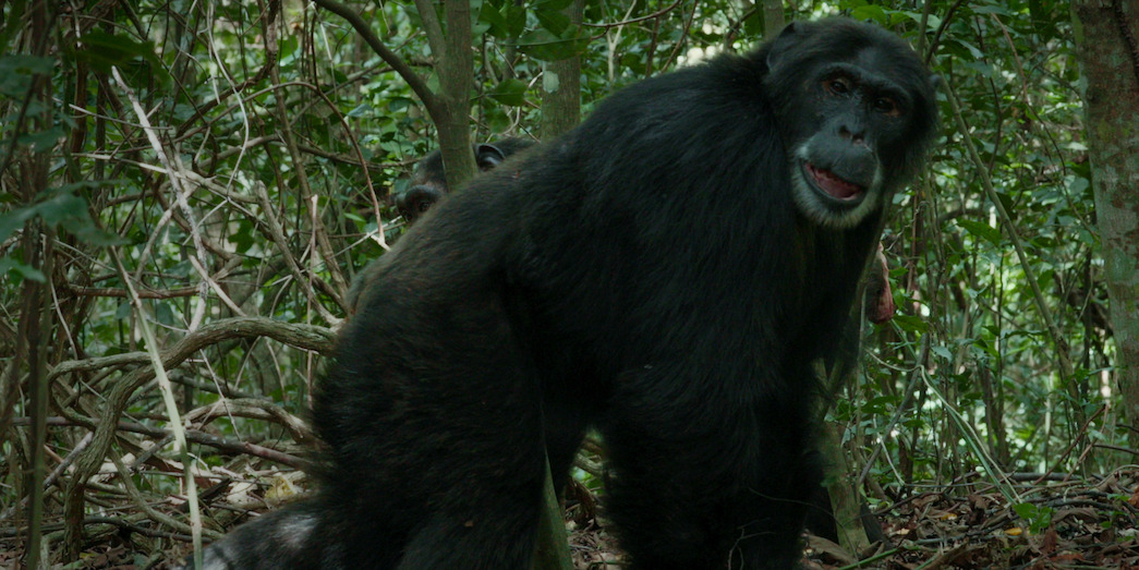 Peterson,  a Central Ngogo chimpanzee with a distinctive pink spot under his right eye