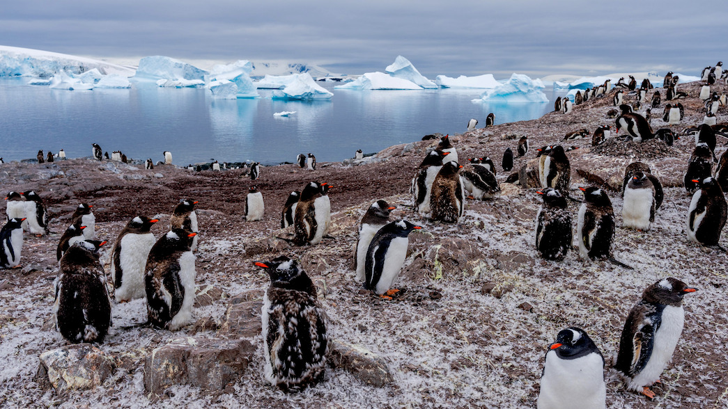 Our Planet II First Look Photos - Netflix Tudum