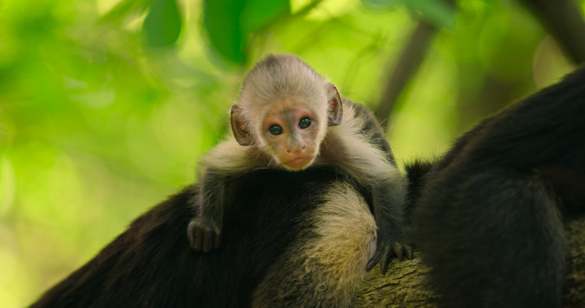 Performing monkey at the market