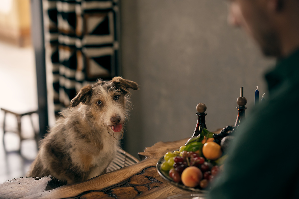 Barnabas, a dog, in ‘The Sandman’ Season 2.