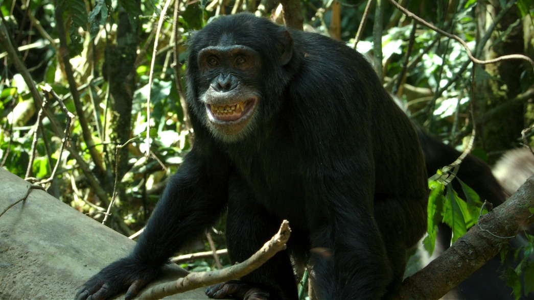 Abrams, a Ngogo chimpanzee, grins for the camera.