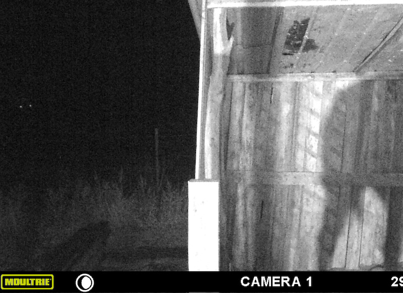 Image from a trail camera that shows the silhouette of a large bipedal creature, provided by Brenda Harris. - Evidence of Bigfoot