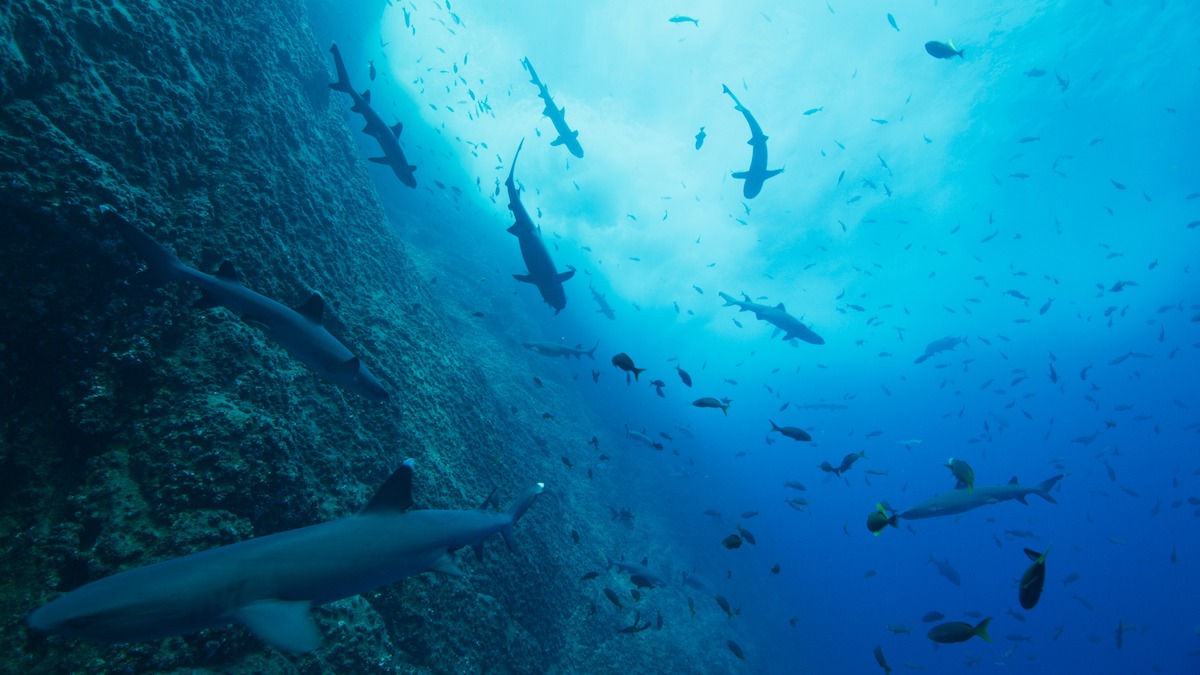 An underwater scene from ‘Our Oceans.’