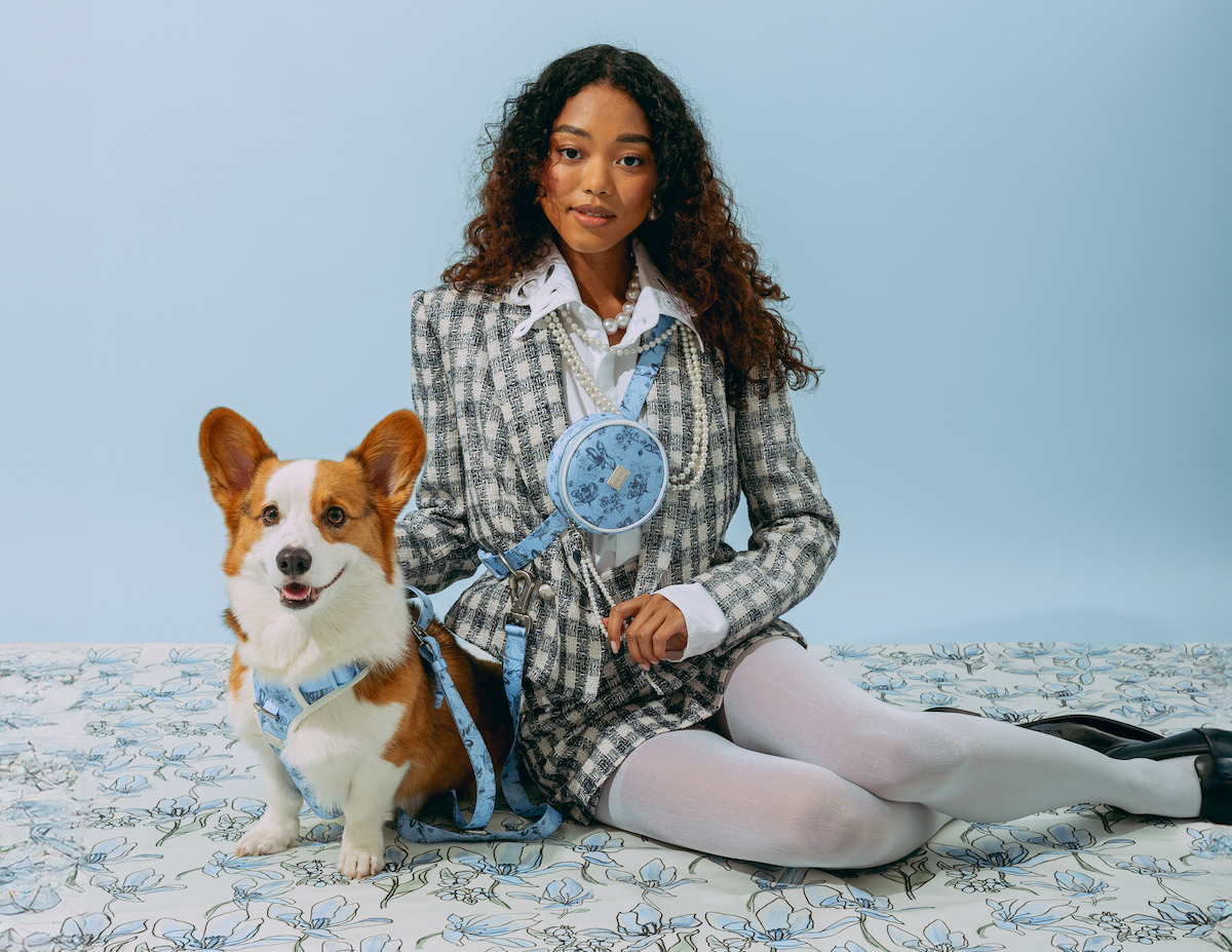 A woman wits with her corgi dog wearing a leash and harness from the ‘Bridgerton’ collaboration with maxbone