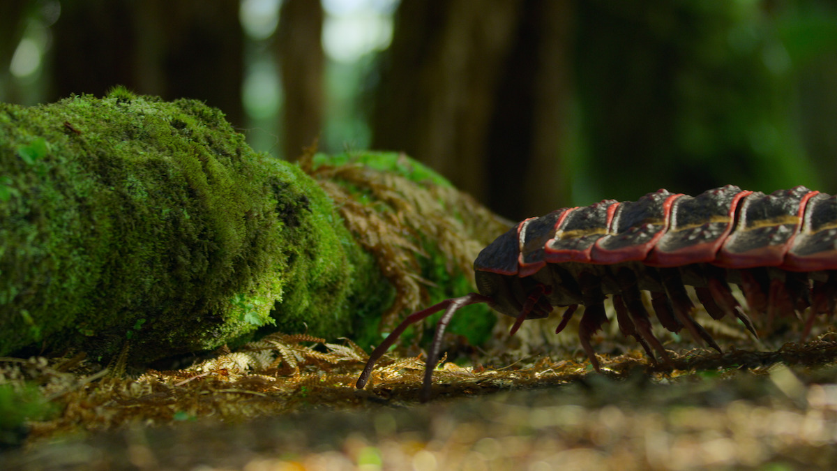 Arthropleura in ‘Life on Our Planet.’ 