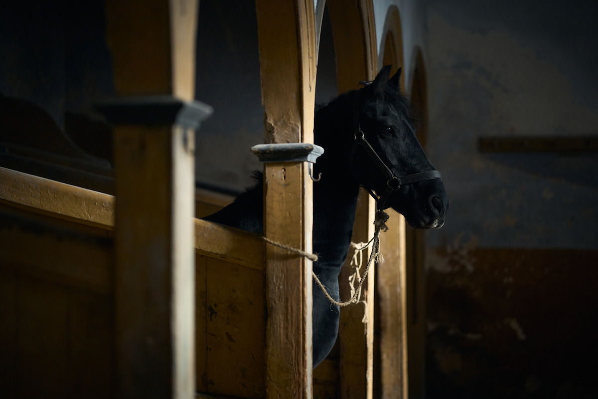 Black horse standing in a dimly lit wooden stable, head poking out between stall posts, with warm light casting shadows on the rustic walls and beams.