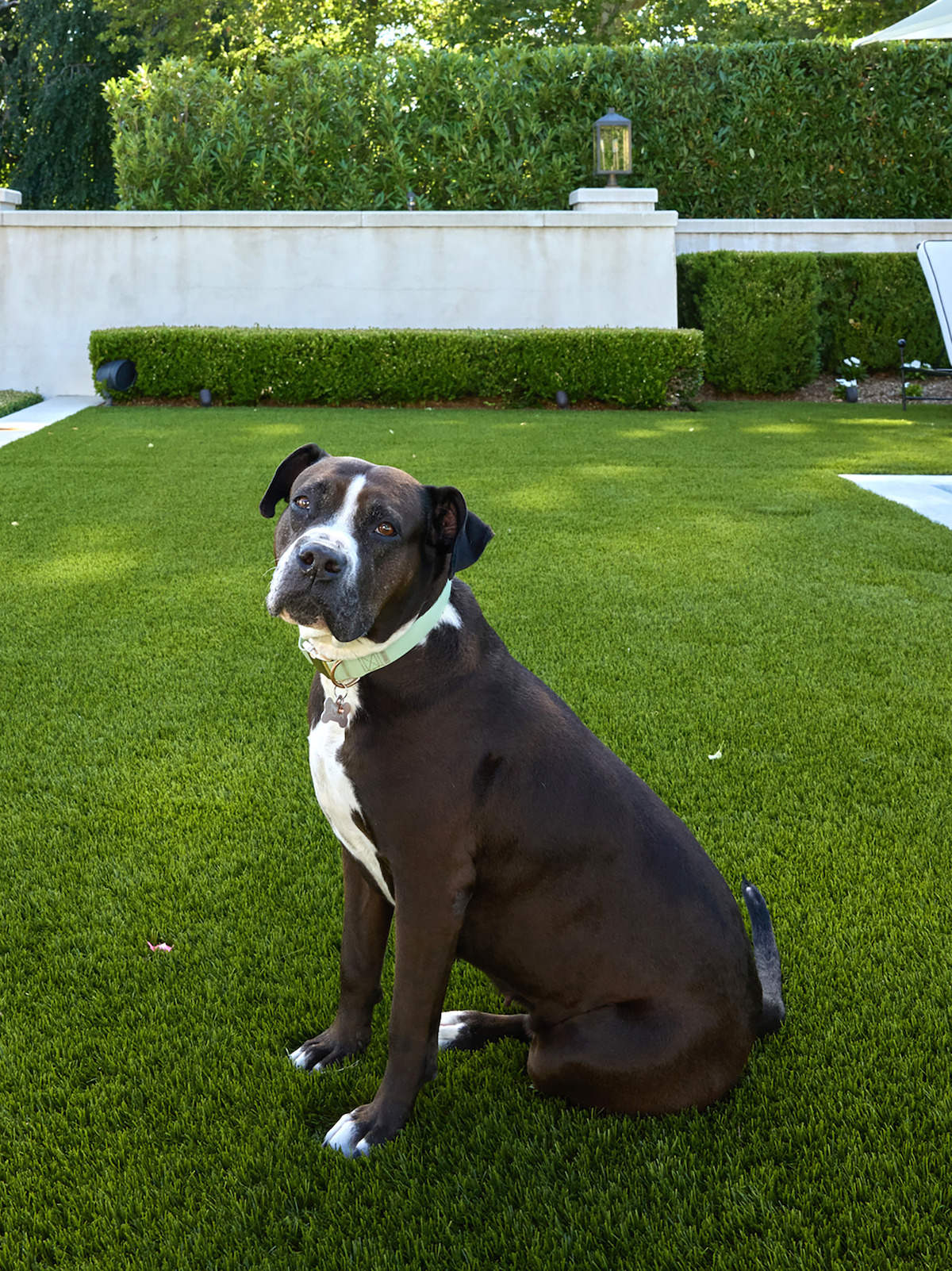 Large black and white dog with a collar sitting on manicured green grass in a sunny, fenced backyard with trimmed hedges and trees in the background.