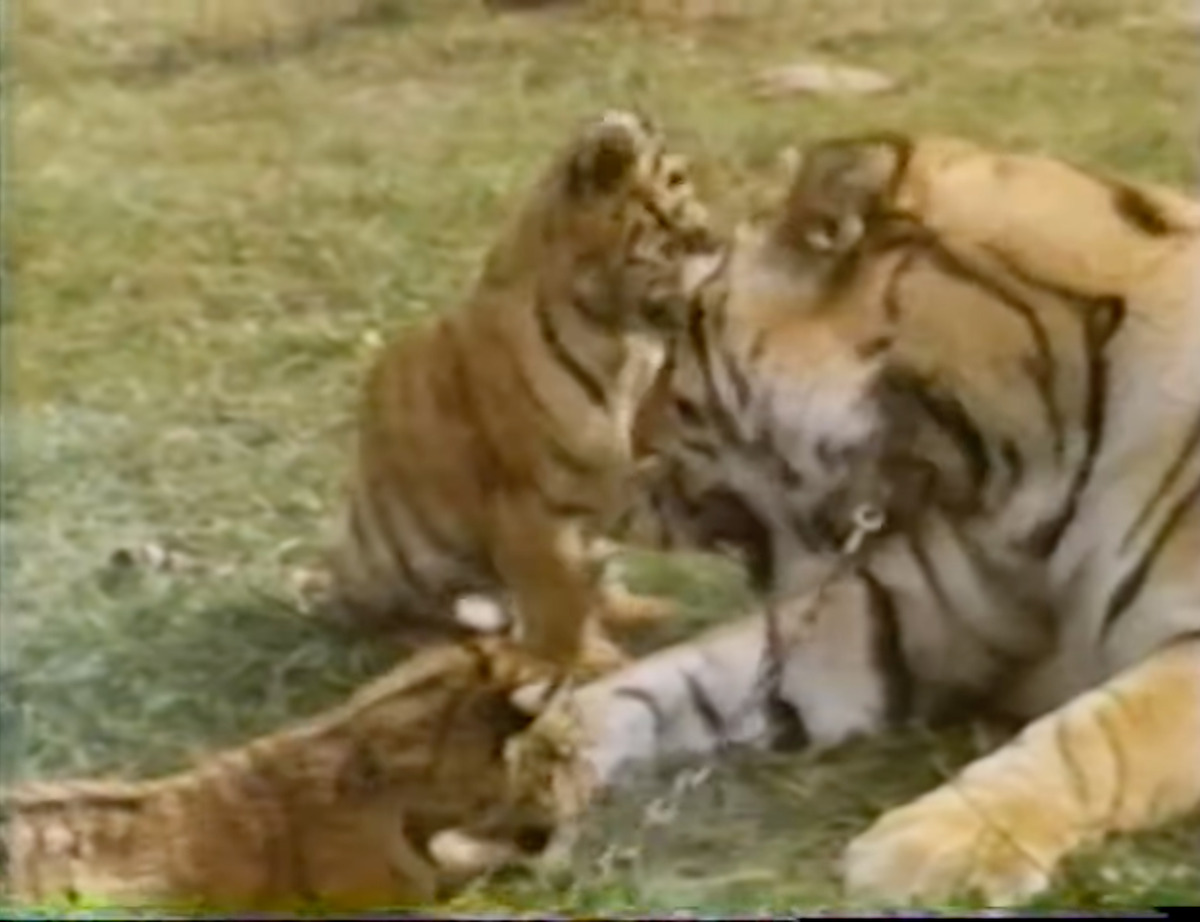 Breaking Down Doc Antle’s ‘Insane’ Tiger Cub Movie