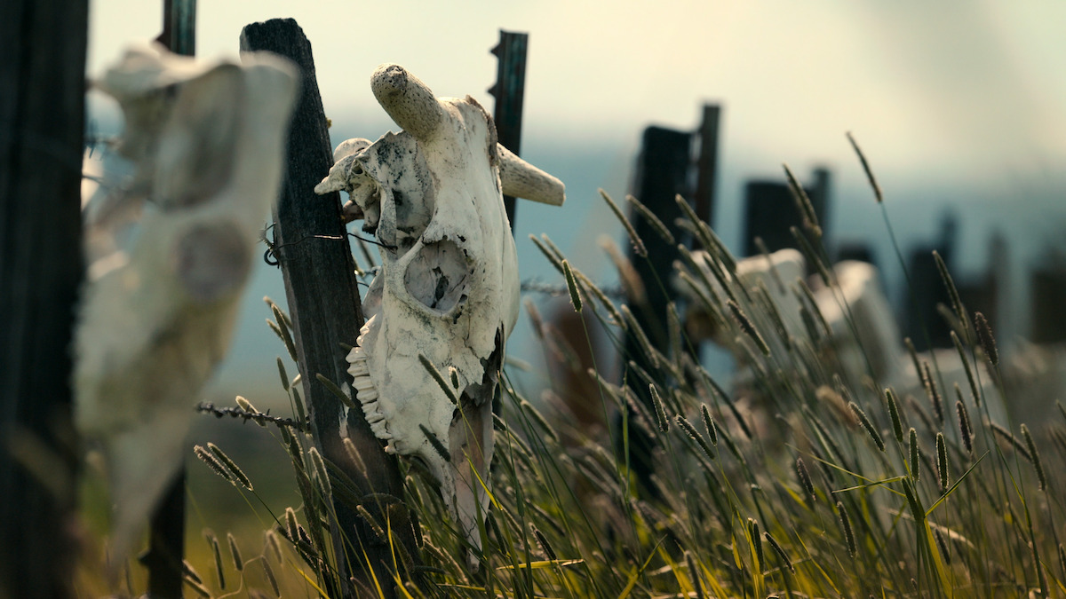 Cow skulls decorating a fence.