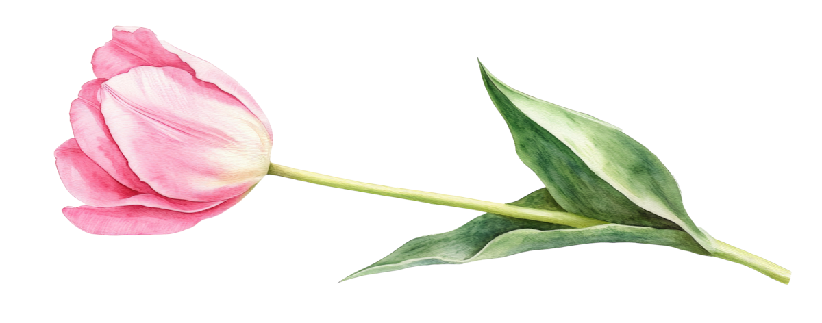 Water color tulip