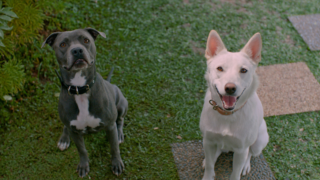 9 Best Dog Movies on Netflix - Netflix Tudum 9 Best Dog Movies on Netflix - Netflix Tudum