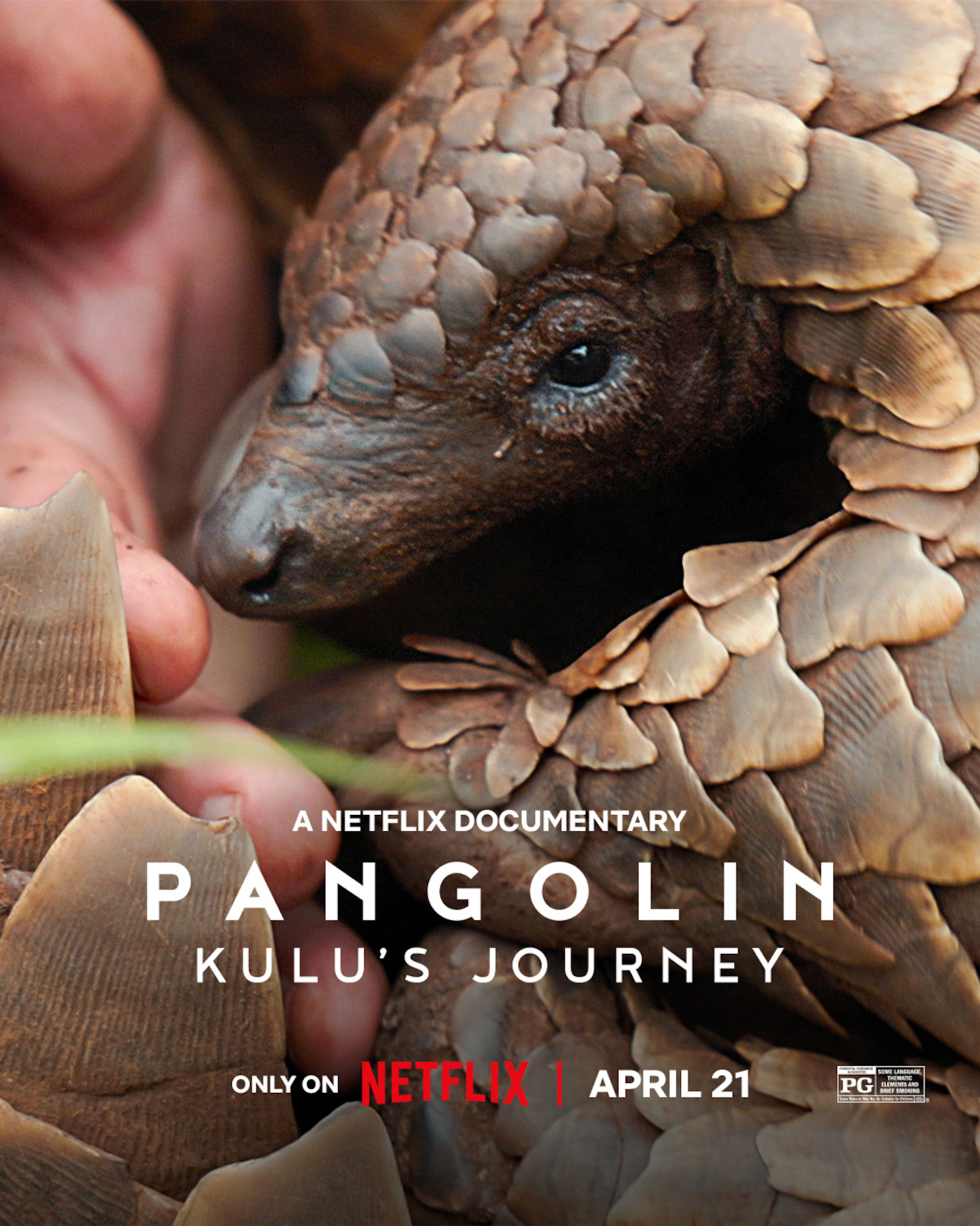 Key art for ‘Pangolin: Kulu’s Journey’