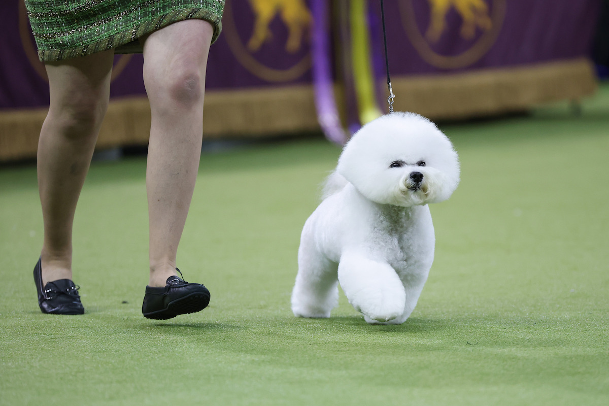 Neal the Bichon Frisé, winner of the Non-Sporting Group, during the 149th Annual Westminster Kennel Club Dog Show