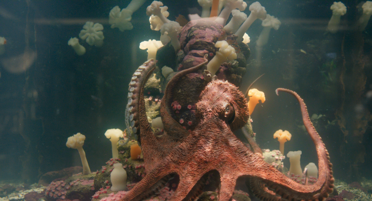 Marcellus the octopus in ‘Remarkably Bright Creatures’