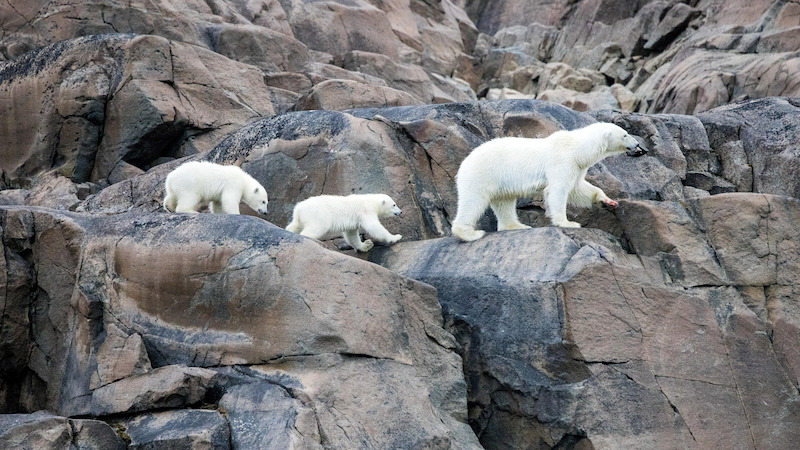 Two polar bear cubs following a larger polar bear along a stone cliff.
