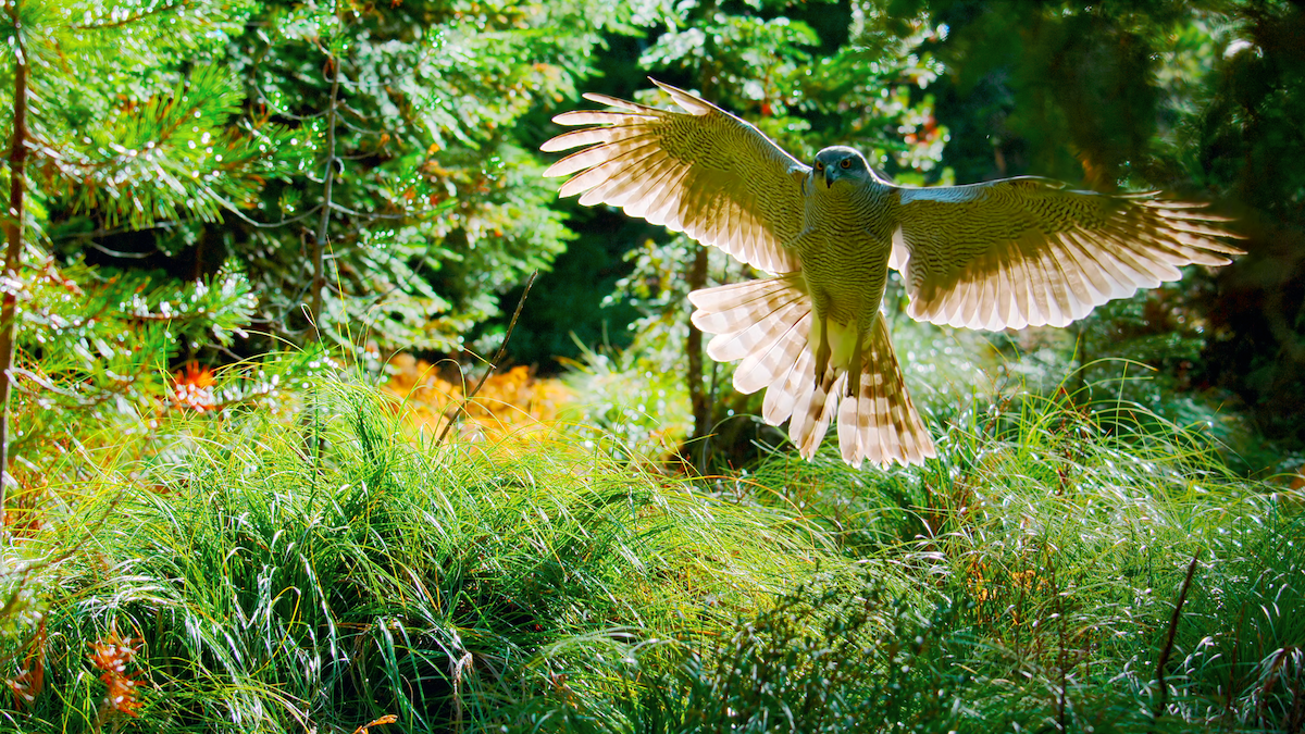 A bird in a scene from ‘Our Living World’
