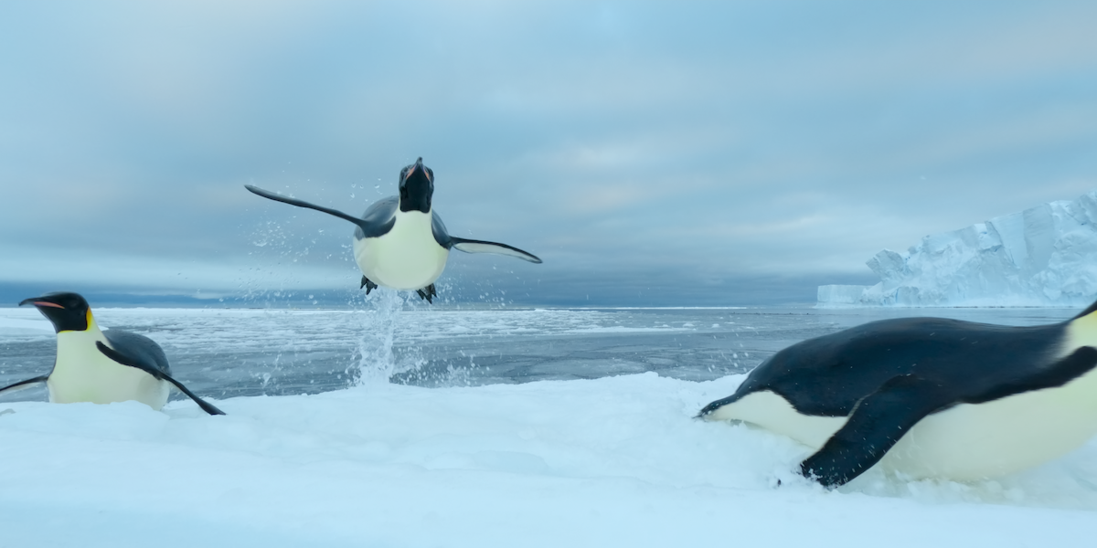 A penguin is airborne before it lands on the ice.