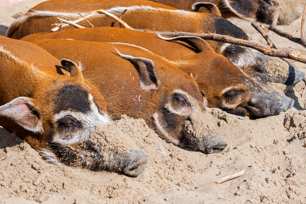 Several red river hogs, lying snout-down in the sand.
