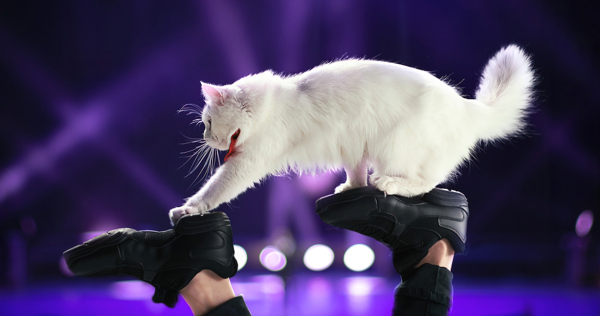 good movie recommendations family A cat walks on a person’s shoes