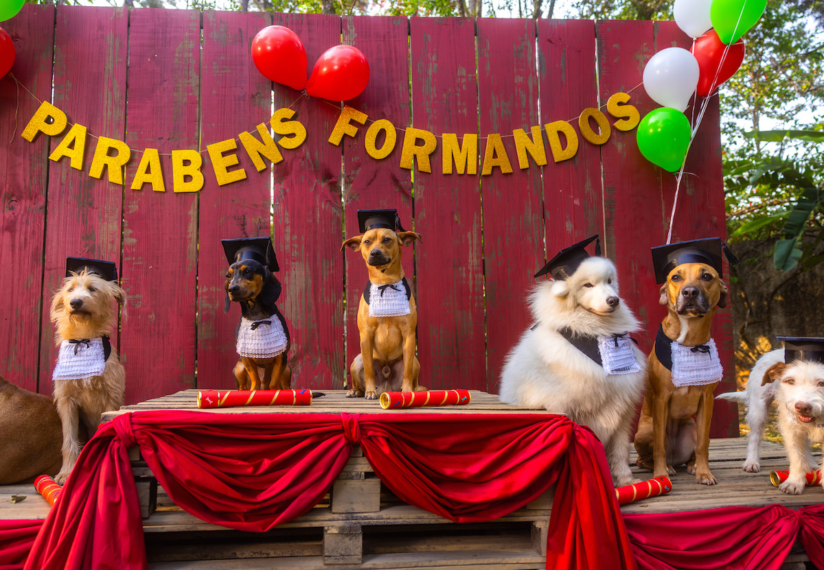 Seis cachorros posam em um palco onde se lê “parabéns formandos”