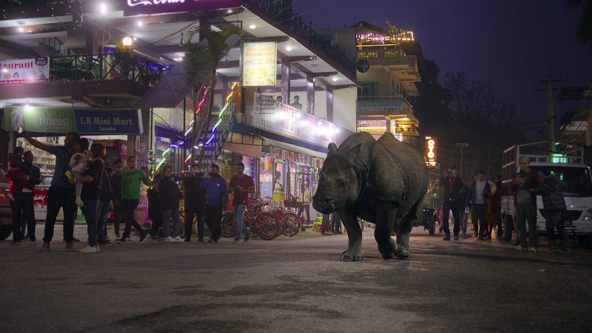 A rhino in a scene from ‘Our Living World’