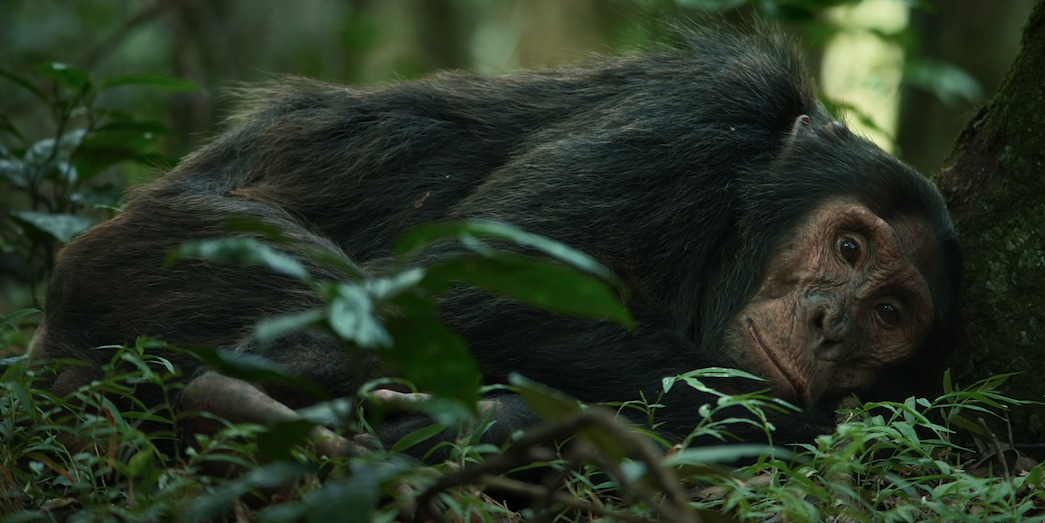 Chimp Empire: Ugandan Primates Feature in Netflix Documentary