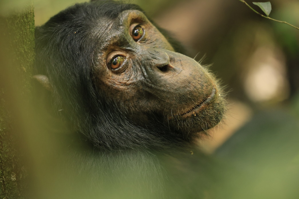 Bergl, an adolescent chimp, looks back over his shoulder at the camera.