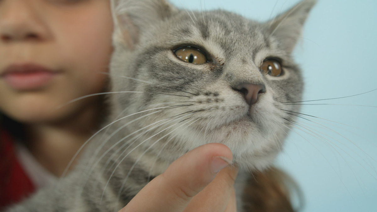 A cute, gray tabby cat having their chin stroked by a young girl.