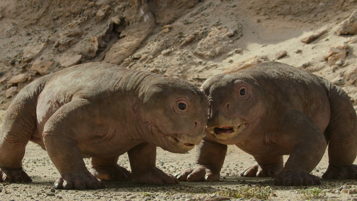 A pair of Lystrosaurus in ‘Life on Our Planet.’ 