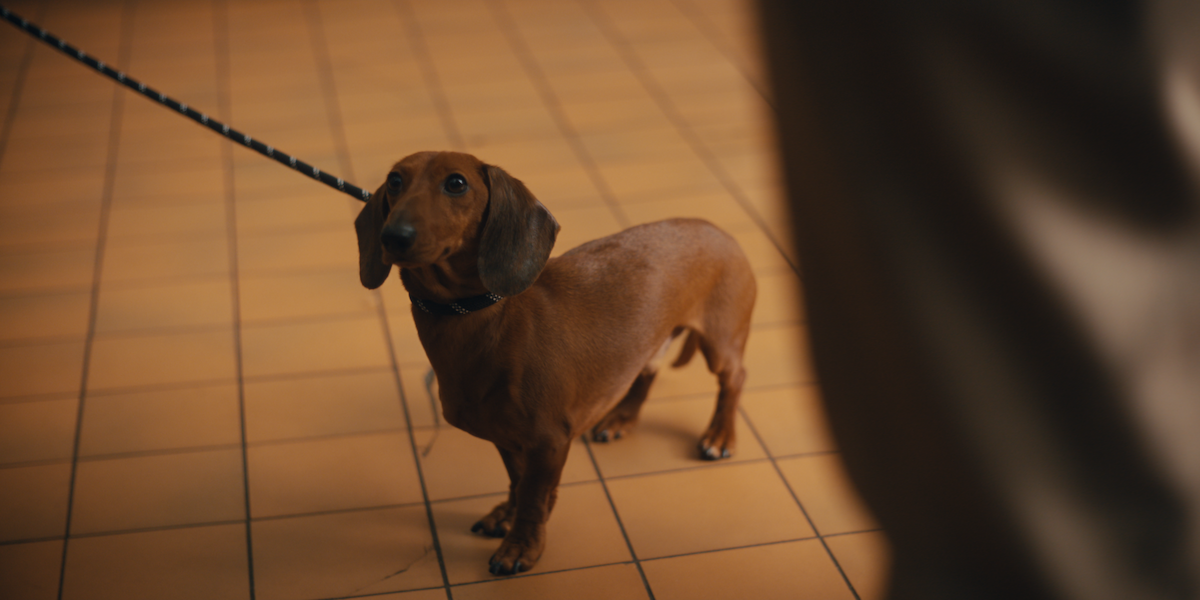Brown dachshund on a leash stands on an indoor yellow-tiled floor, looking up at a person partially visible in the foreground.