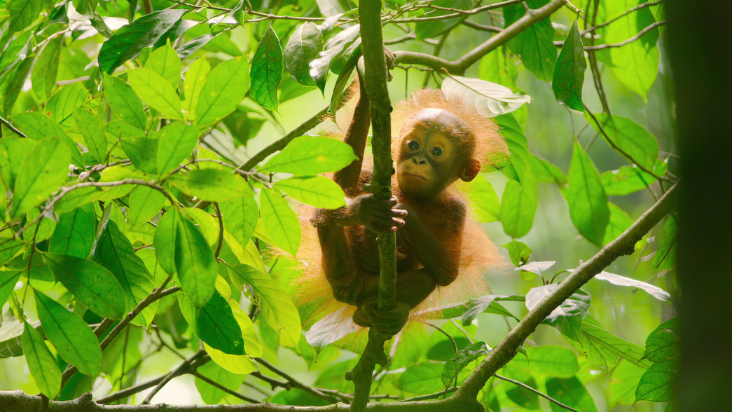 Wild Babies': Everything You Need to Know About the Adorable Series - Netflix Tudum Wild Babies': Everything You Need to Know About the Adorable Series - Netflix Tudum