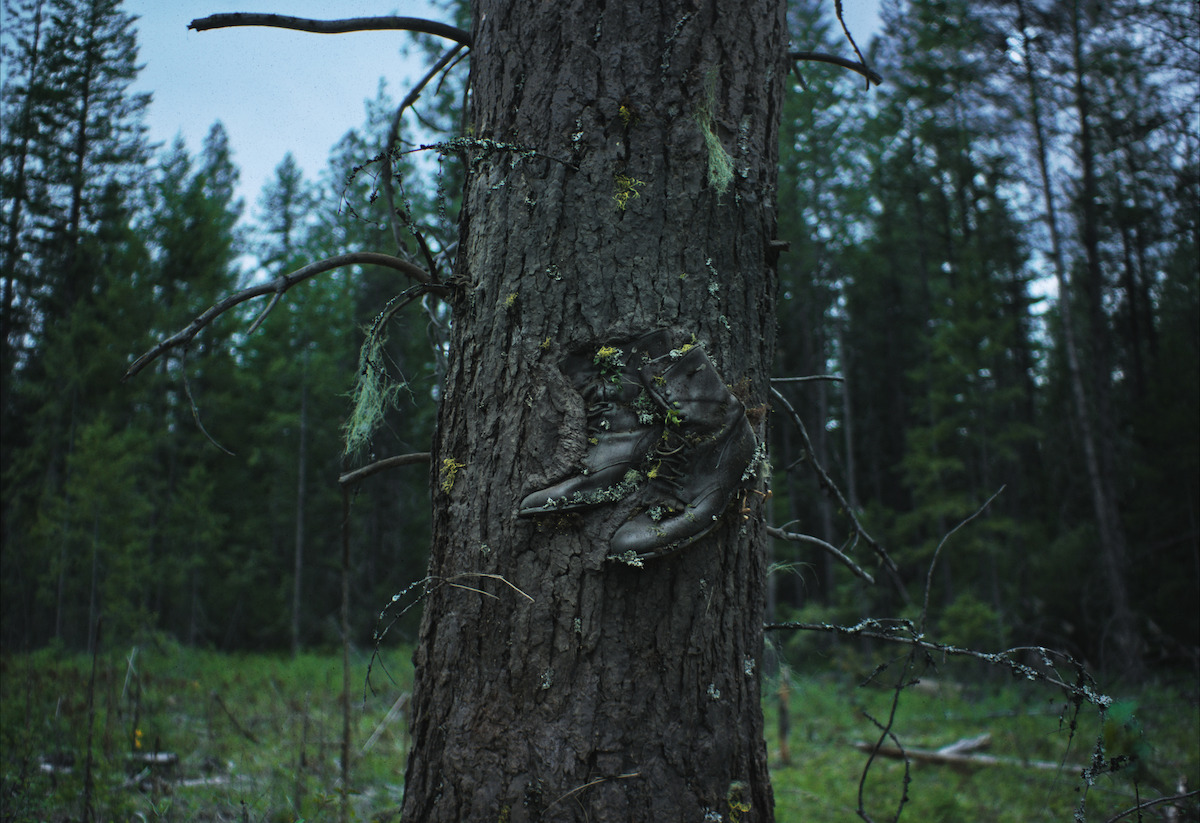 A pair of shoes pinned to a tree.