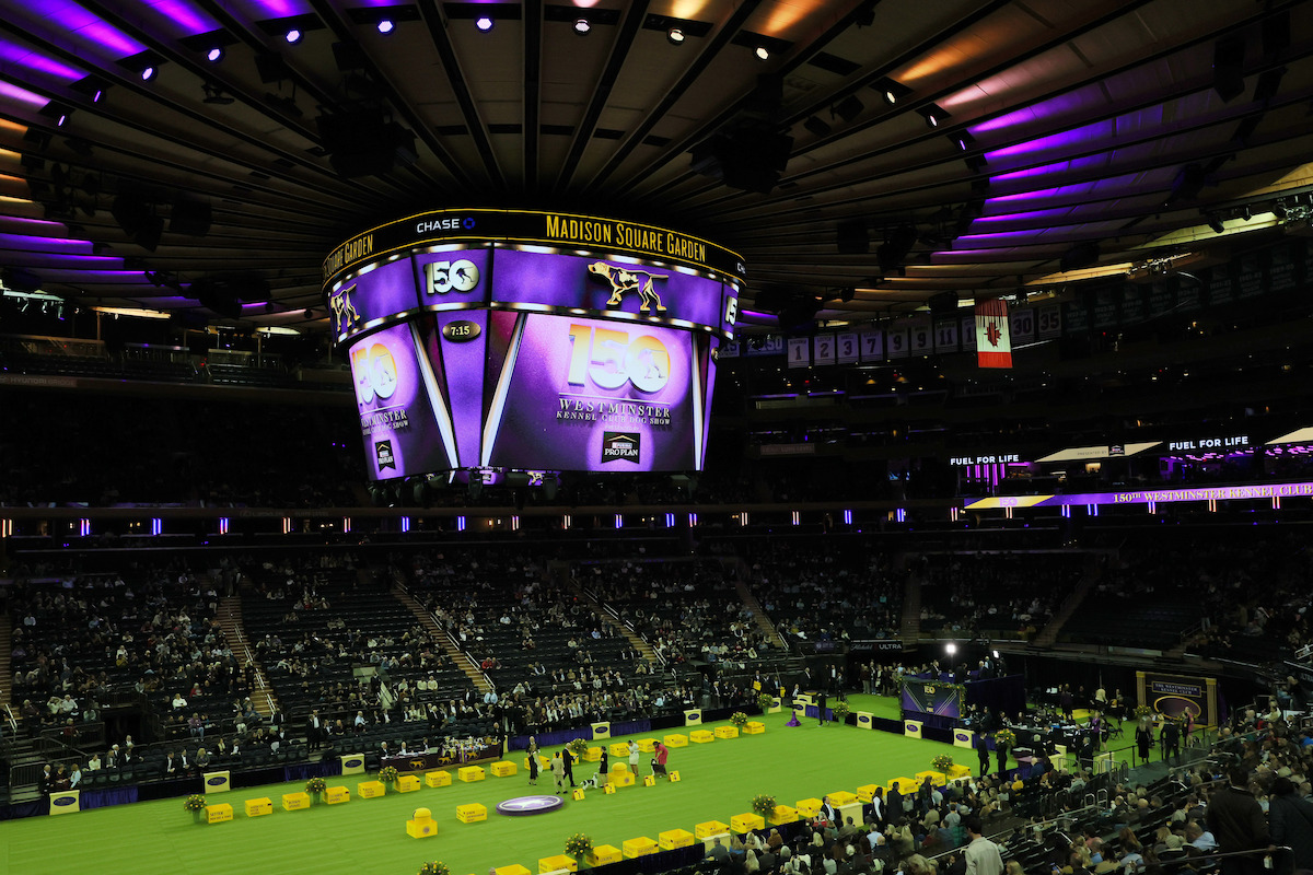 Westminster Kennel Club Dog Show at Madison Square Garden on February 03, 2026 in New York City