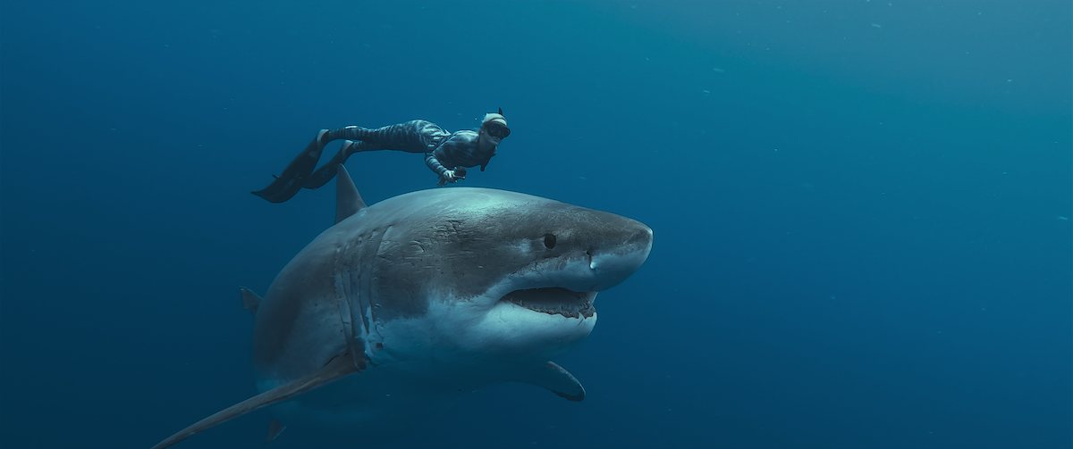 Ocean Ramsey swims with a great white shark