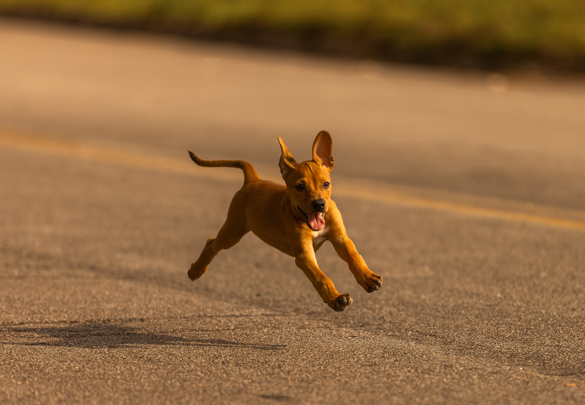 Filho de cachorro corre por uma rua em cena do filme ‘Caramelo’
