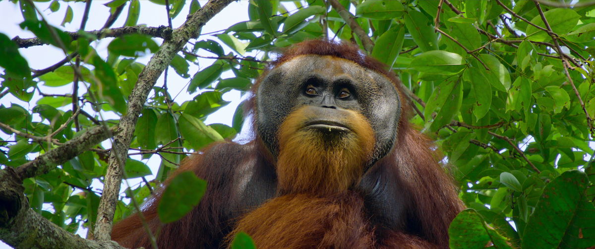 An orangutan hanging out in a tree in a scene from ‘Secret Lives of Orangutans’