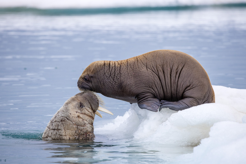 An elephant seal on an ice floe kissing another elephant seal on its forehead.