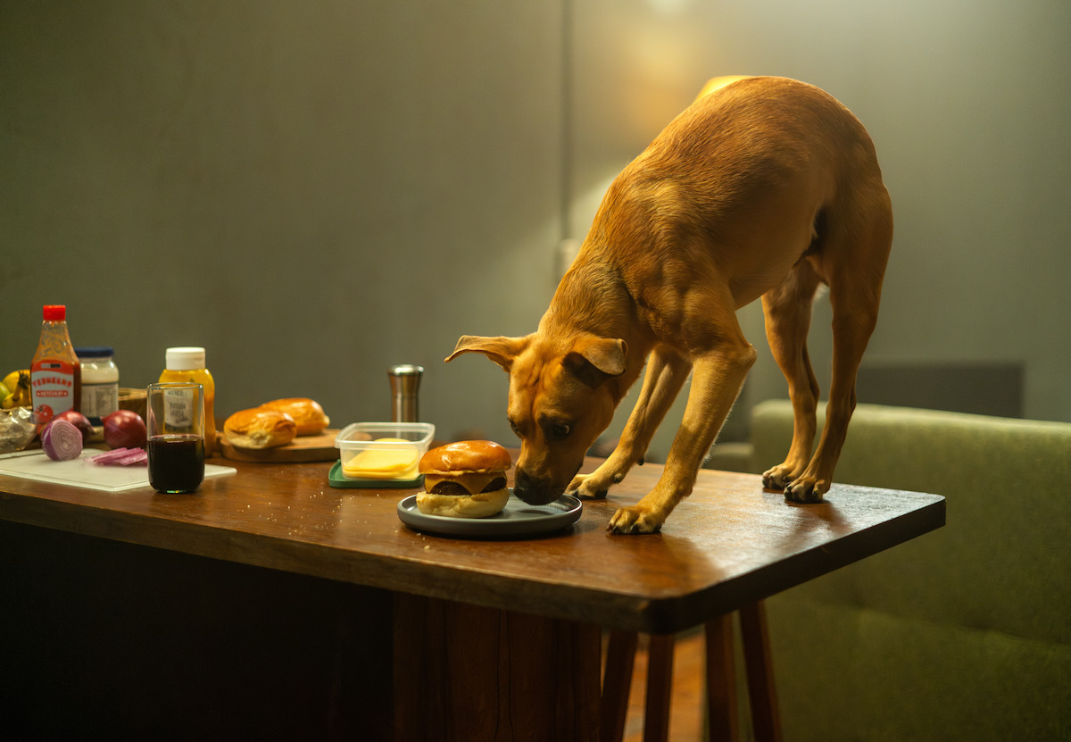 Cachorro aparece em cima de uma mesa comendo um hambúrger em cena do filme ‘Caramelo’