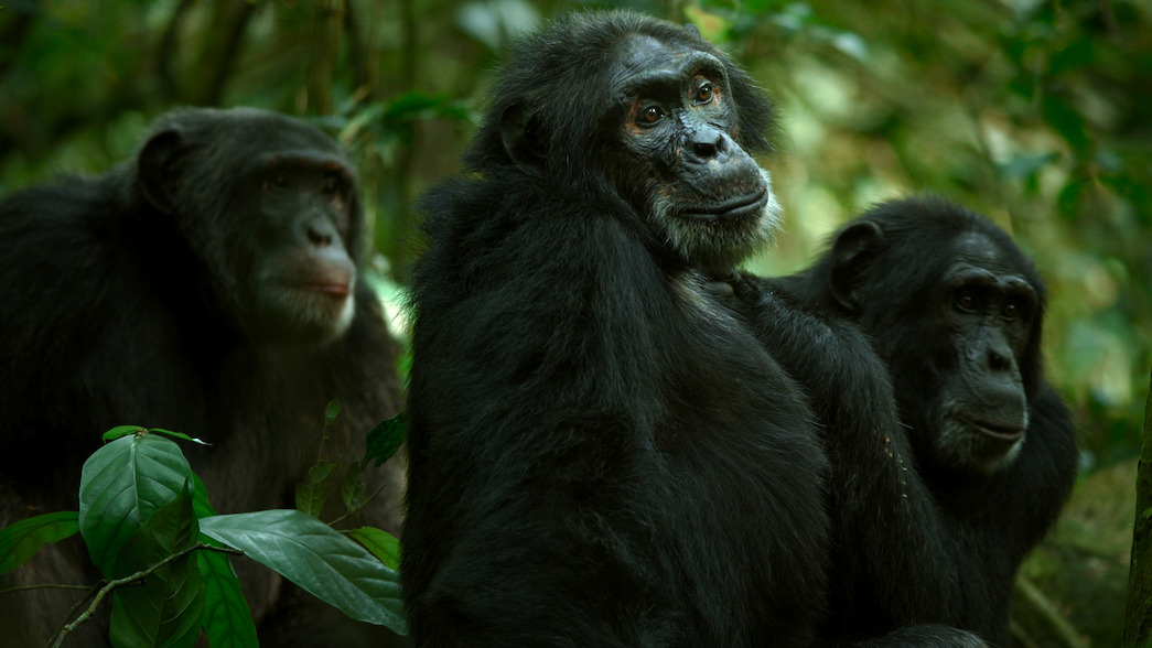 Garrison, the oldest Western Ngogo male, in the center of a group of chimps