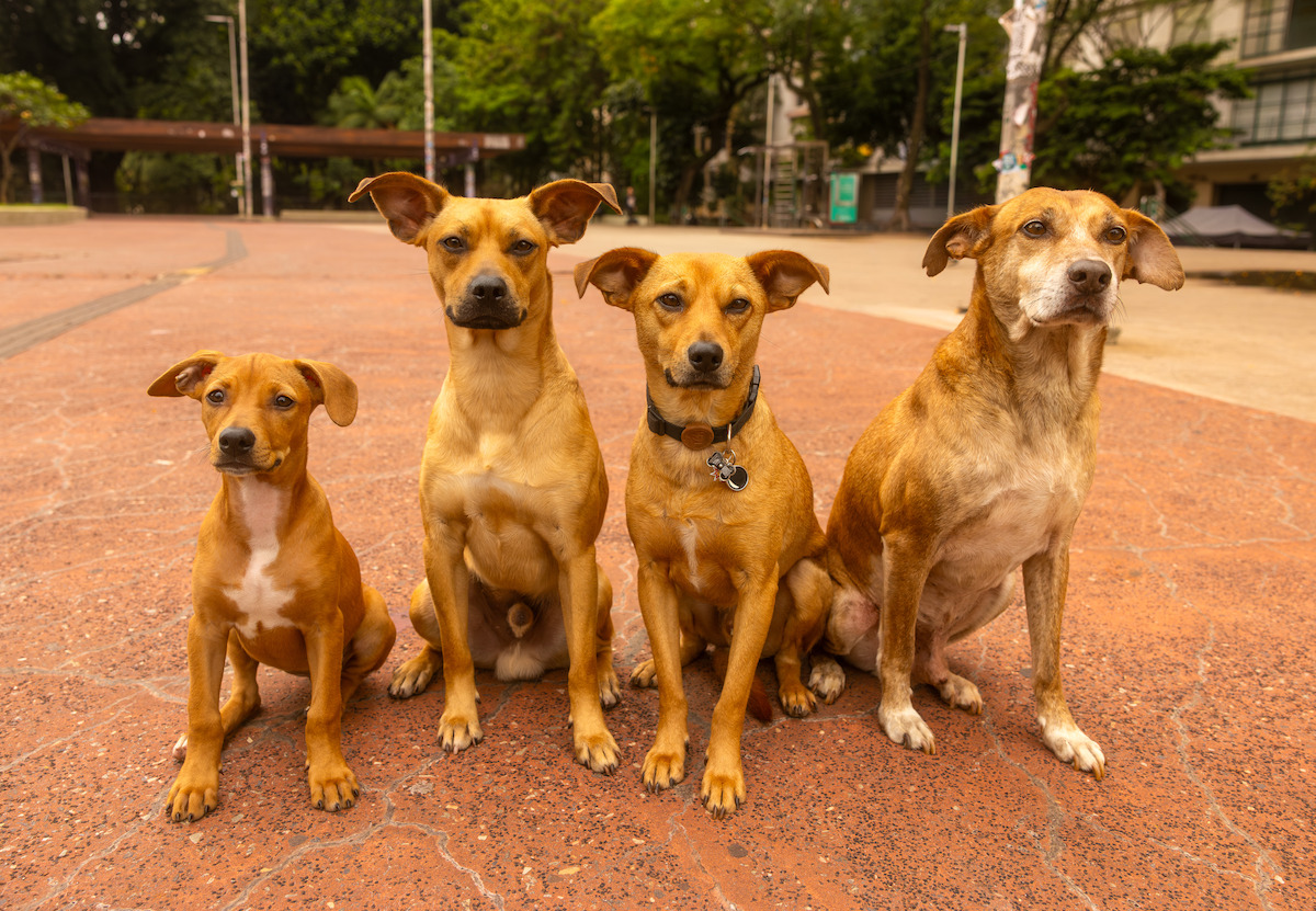 Quatro cachorros de idades diferentes posam lado a lado, representando as fases da vida do protagonista do filme ‘Caramelo’