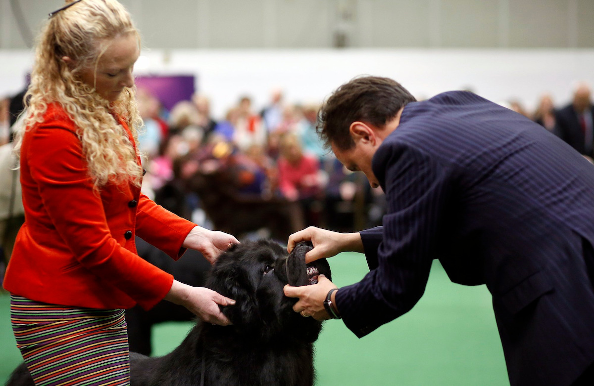 Quincy the Newfoundland, held by handler Karen Hansen at left, is examined by Judge Espen Engh during the best of breed competition at the 137th annual Westminster Kennel Club Dog Show