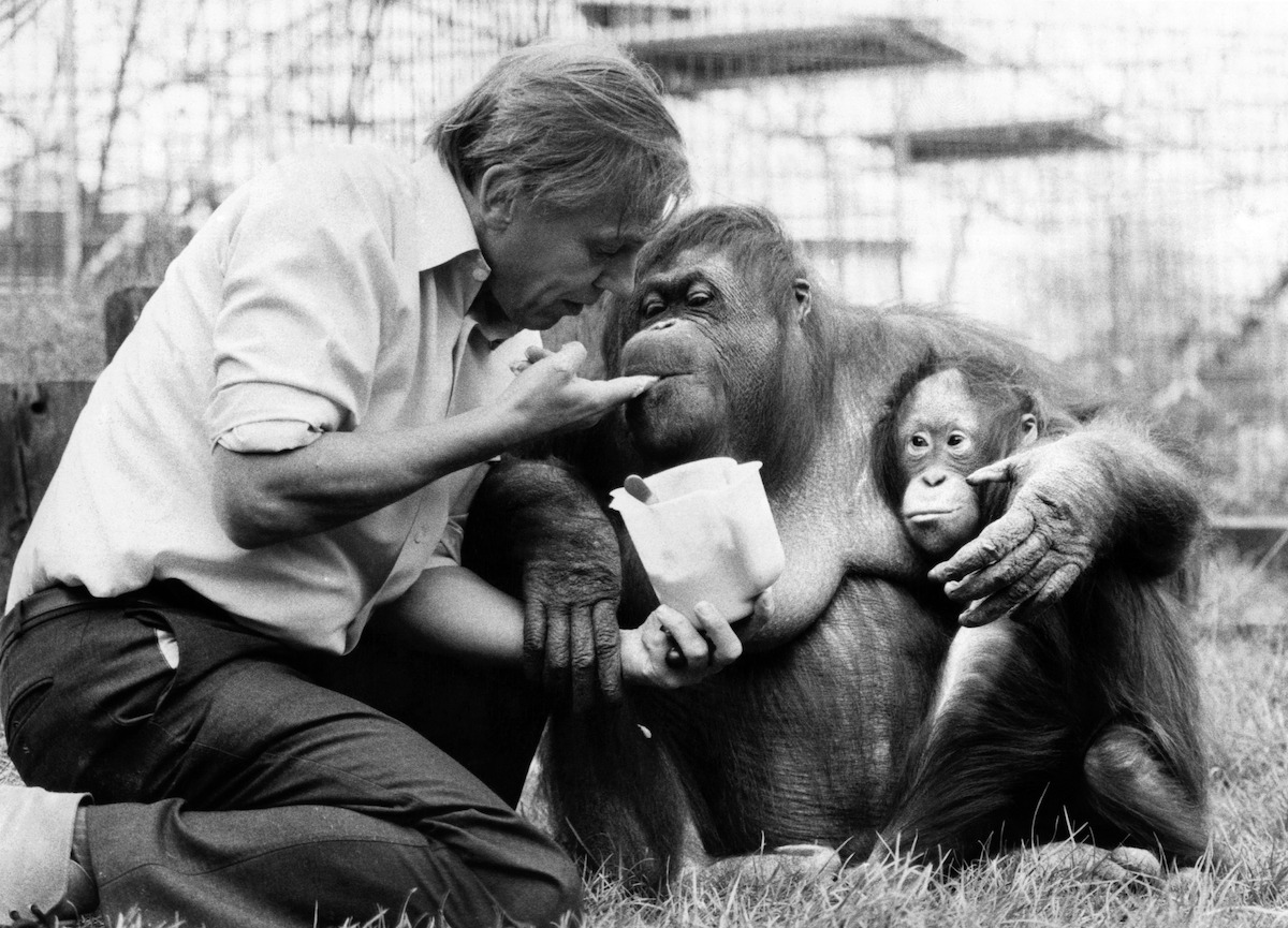 David Attenborough with an orangutan and her baby at London Zoo (April 1982).